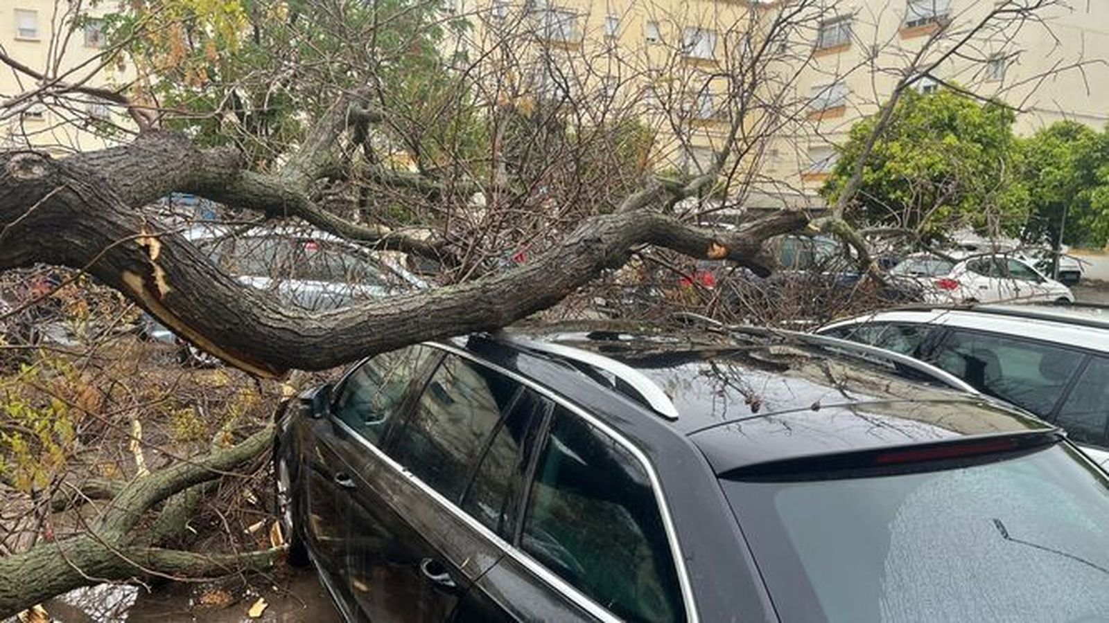 Árbol caído sobre un coche en Jerez por el temporal Nelson