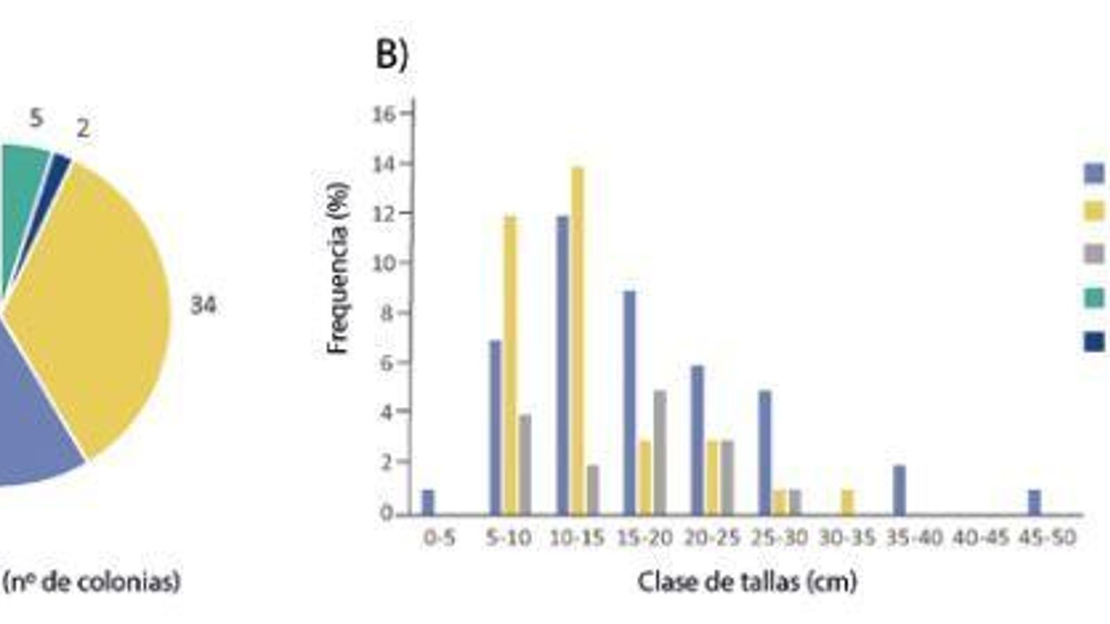A) Abundancia (número de colonias) de las diferentes especies de gorgonias detectadas en la zona de  estudio. B) Distribución de las clases de talla, en cm, de las tres especies de gorgonias más representativas de la zona.