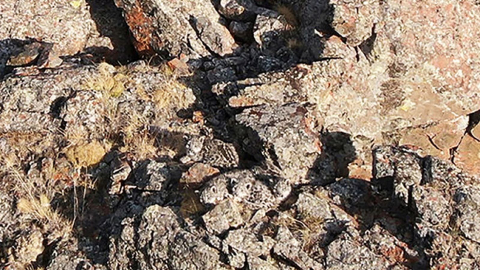 Los leopardos de las nieves