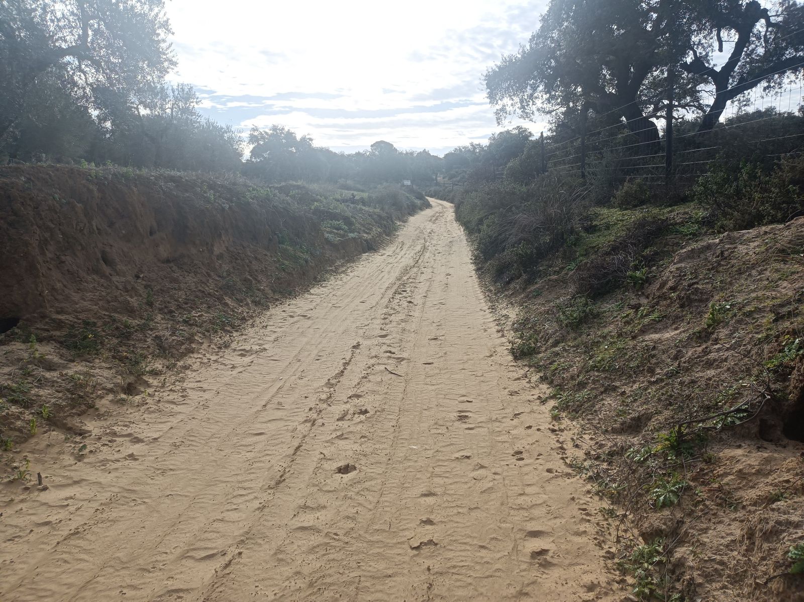 El terreno arenoso nos indica que ya estamos accediendo al alcornocal.