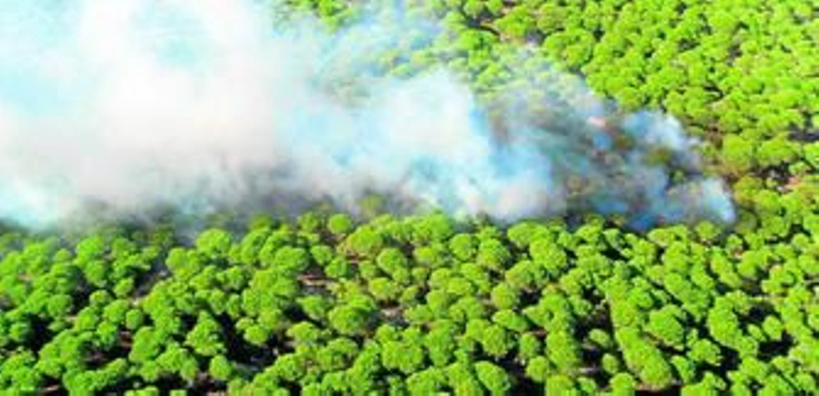 Imagen del incendio provocado en el Parque Natural de la Breña este verano.
