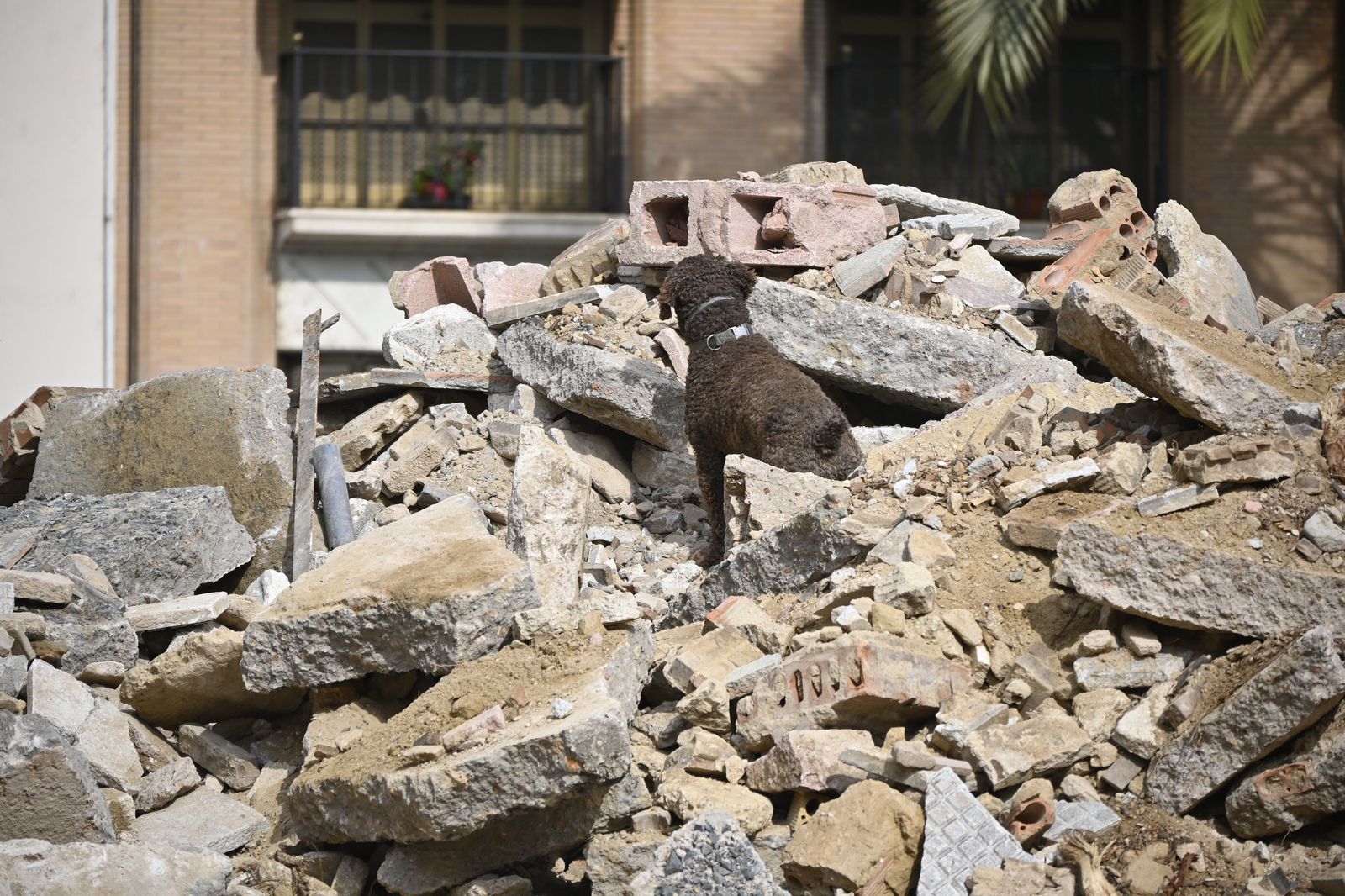 Simulacro de rescate de la Unidad Canina, en la Plaza de la Merced