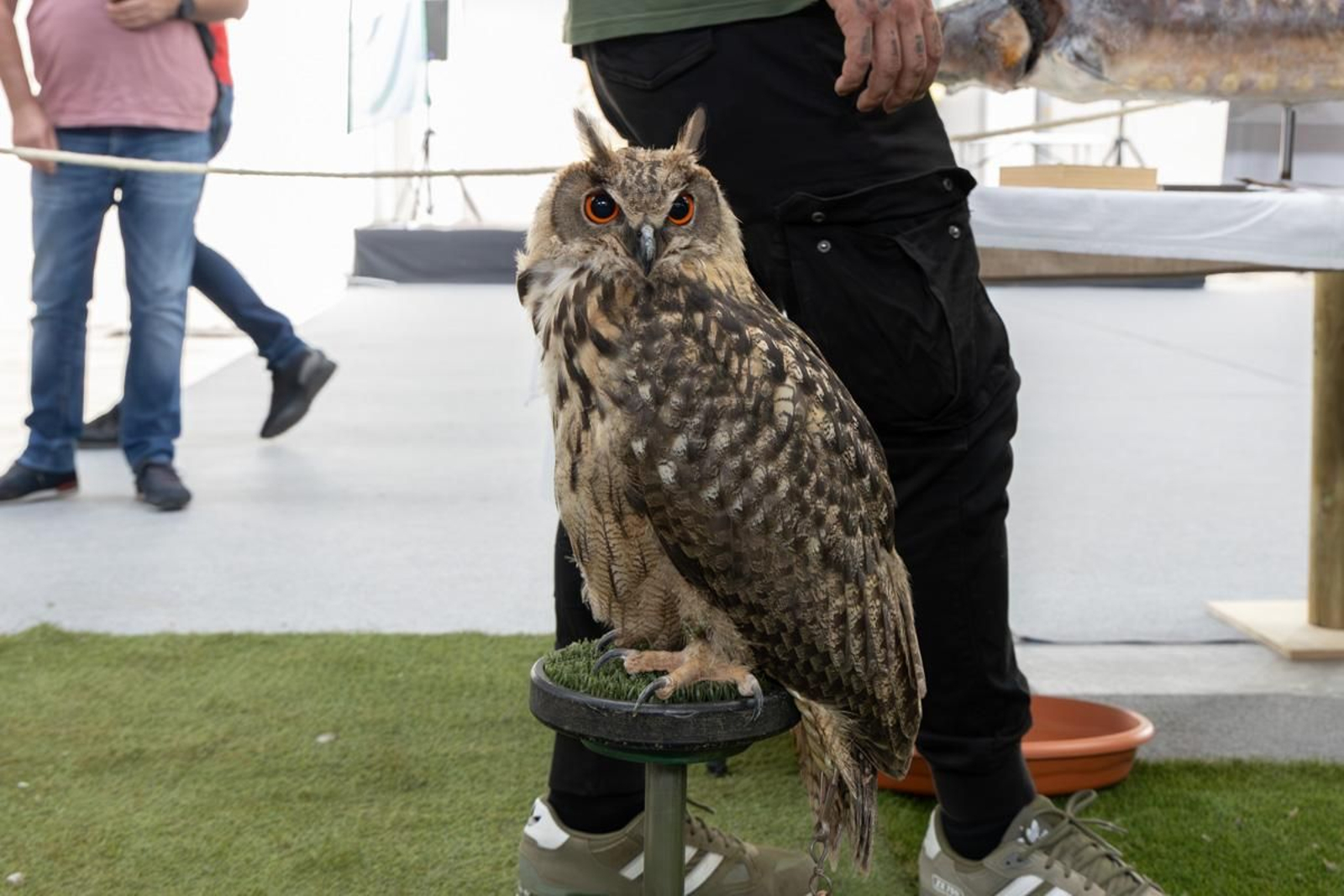 Ibercaza 2024, Jaén