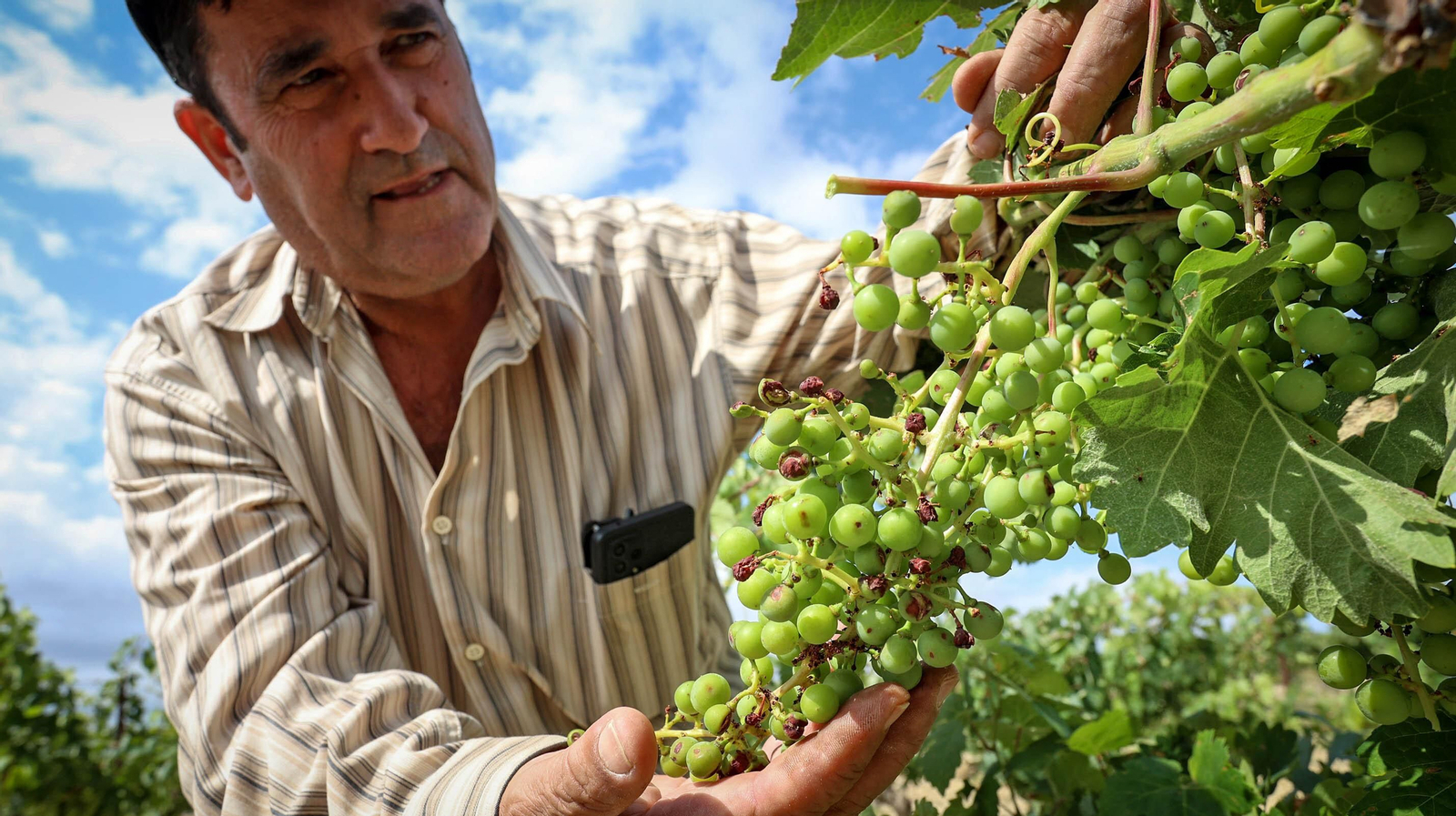 El pedrisco daña los viñedos de Trebujena