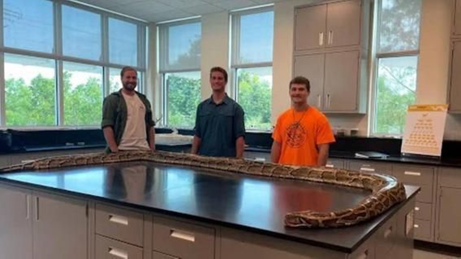 Atrapan a la pitón más grande vista en la historia de Florida