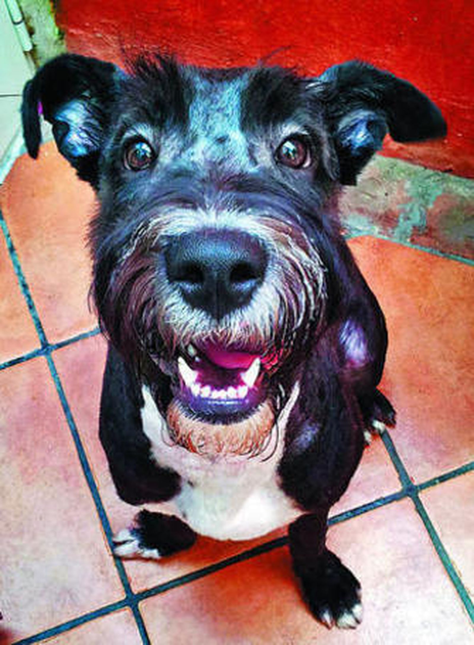 Un perro mestizo posa para el fotógrafo en el patio de una casa de Cádiz.