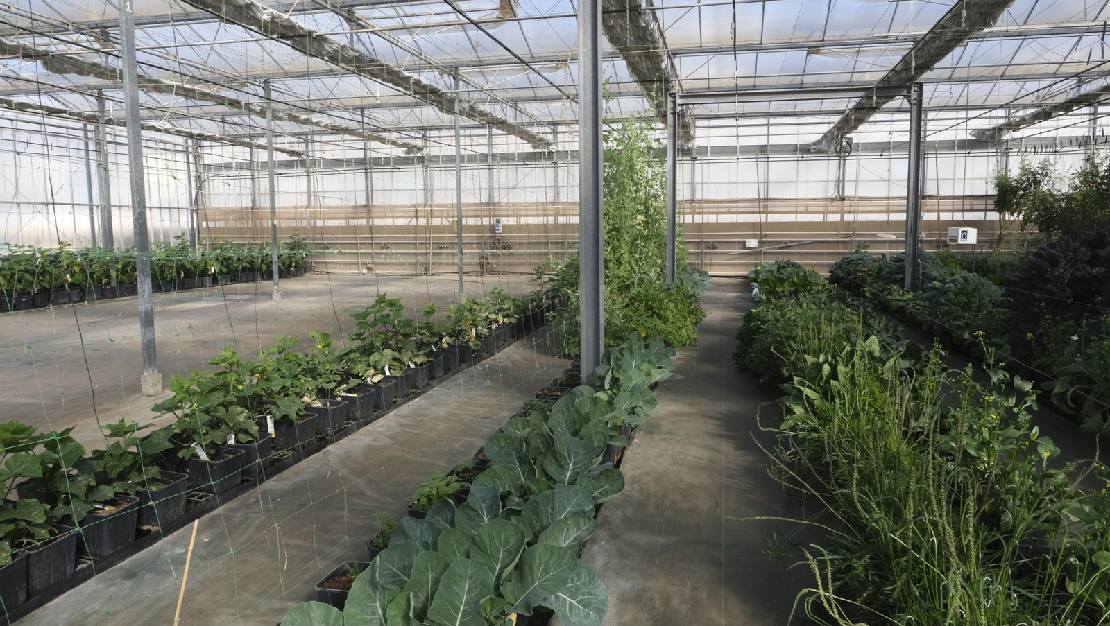 50 años de la Estación Experimental Cajamar-Las Palmerillas, en fotos