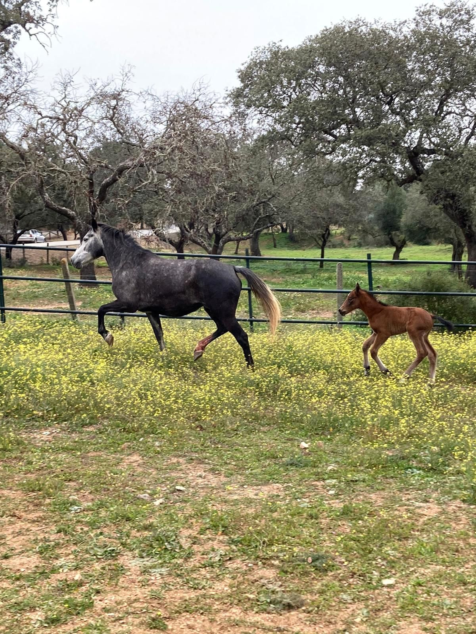 Una yegua con la potra.