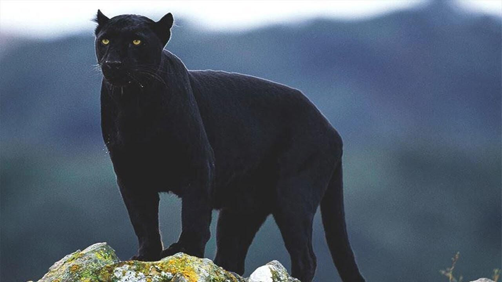 Agentes de Medio Ambiente rastrea Ventas de Huelma (Granada) para encontrar a una pantera