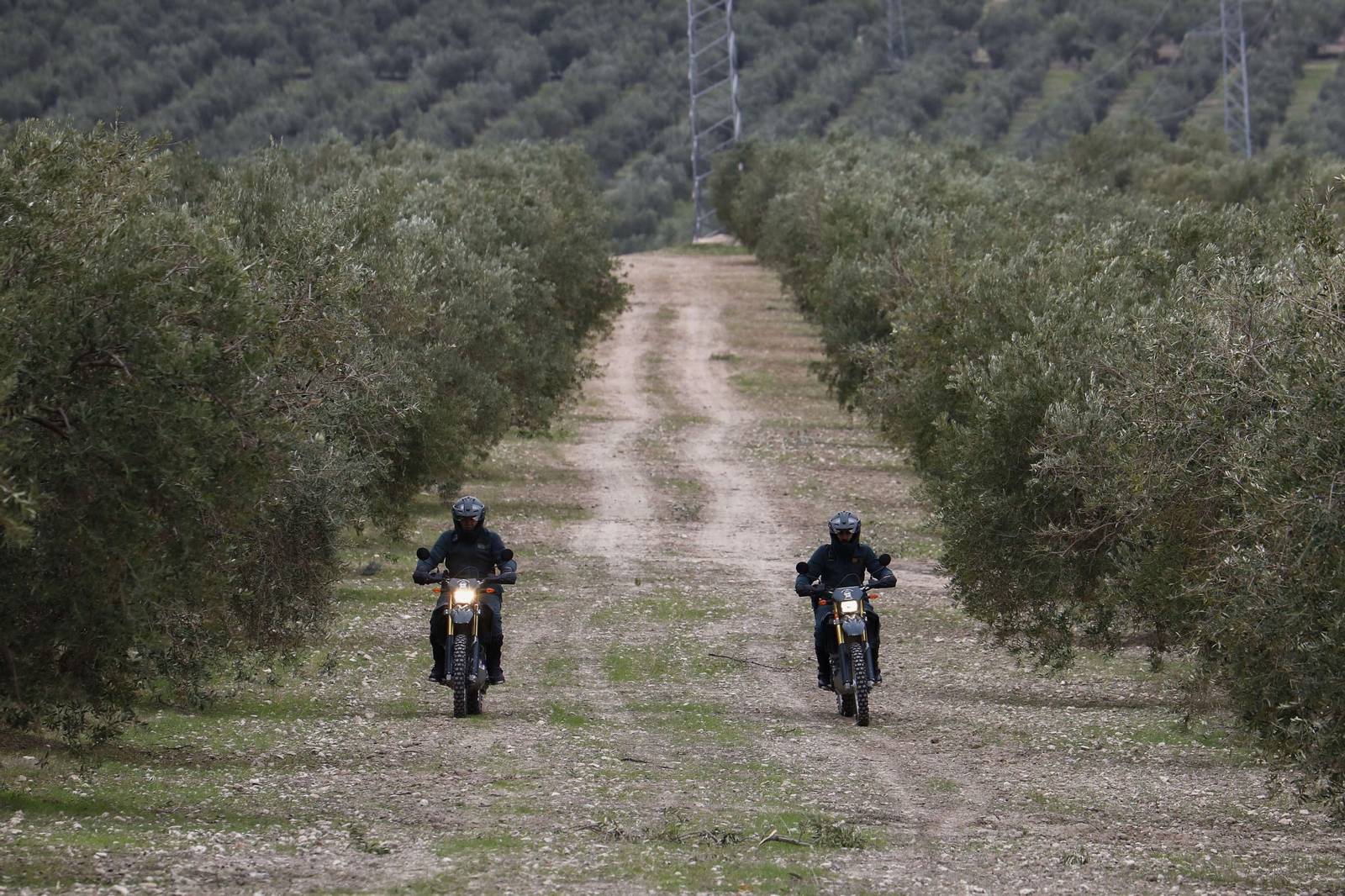 Miembros de la Guardia Civil patrullan en un olivar de Baena. Miembros de la Guardia Civil patrullan en un olivar de Baena.