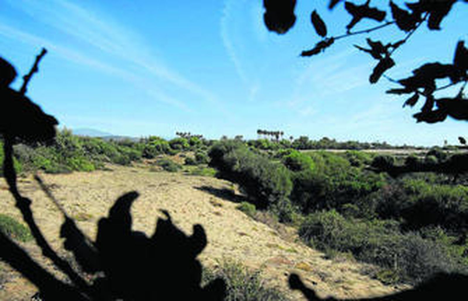 El alcornocal costero de la Dehesa de Guadalquitón.