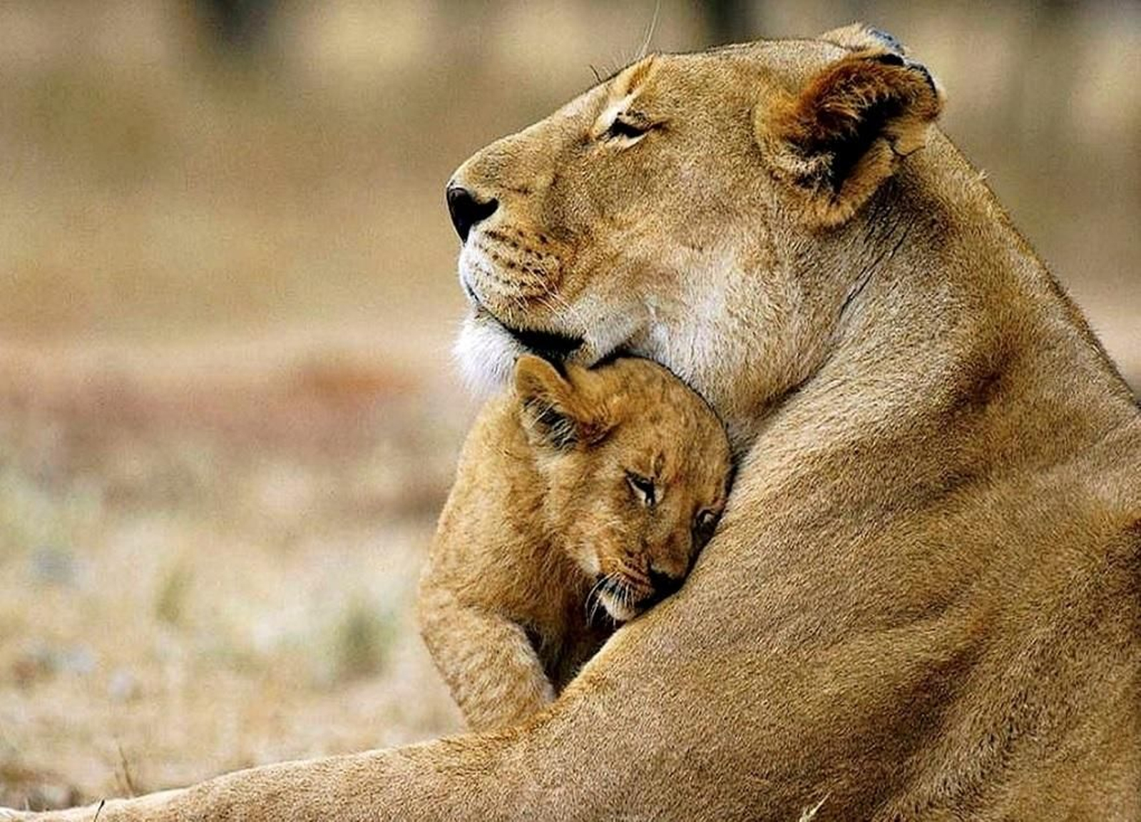 Día de la madre: os enseñemos una lista de las mejores madres del reino animal