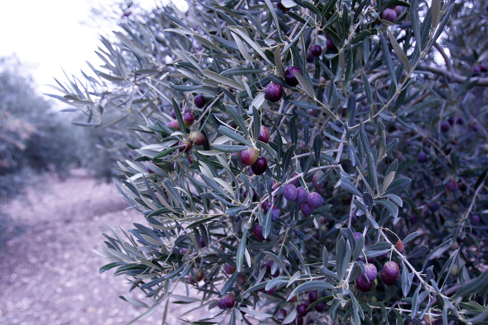 Reportaje sobre el aceite de oliva