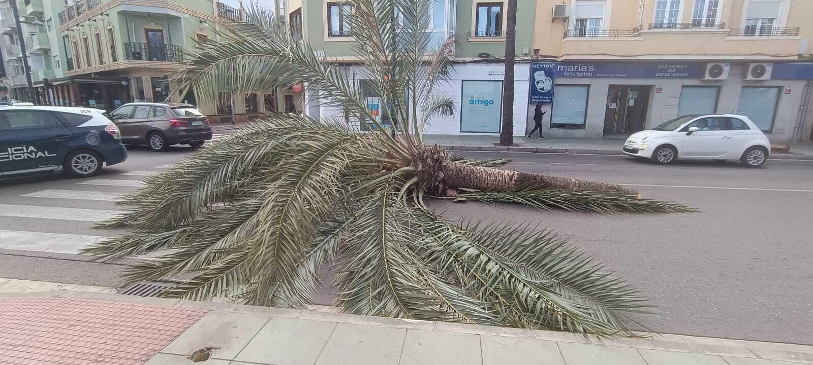 Las imágenes de la caída de una palmera en la Avenida Cabo de Gata de Almería Las imágenes de la caída de una palmera en la Avenida Cabo de Gata de Almería