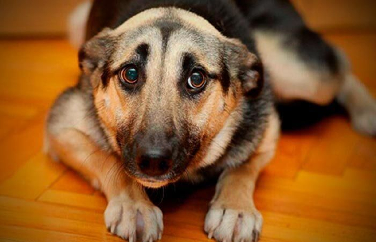 ¿Cómo afecta la pirotecnia a las mascotas? síntomas y recomendaciones
