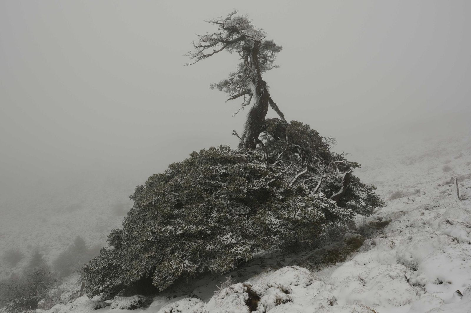 Estampa invernal en al Parque Nacional Sierra de las Nieves, en imágenes