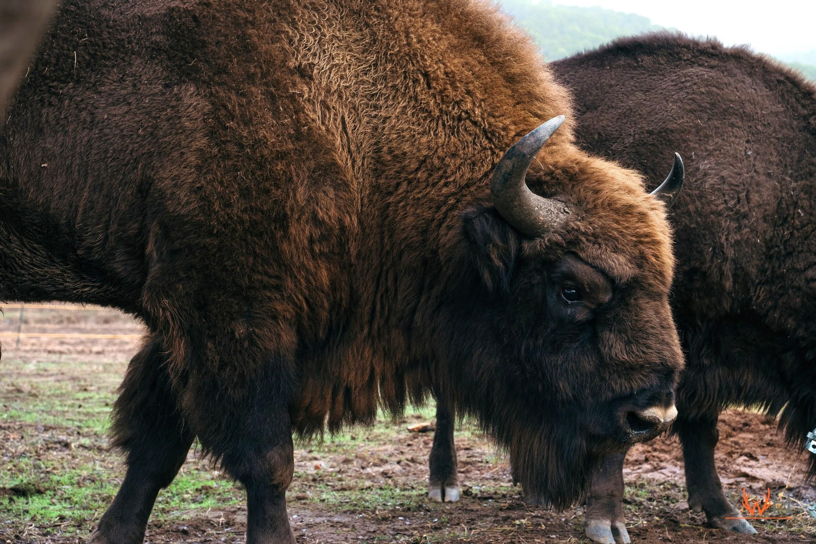 Bisonte de la finca de El Encinarejo.