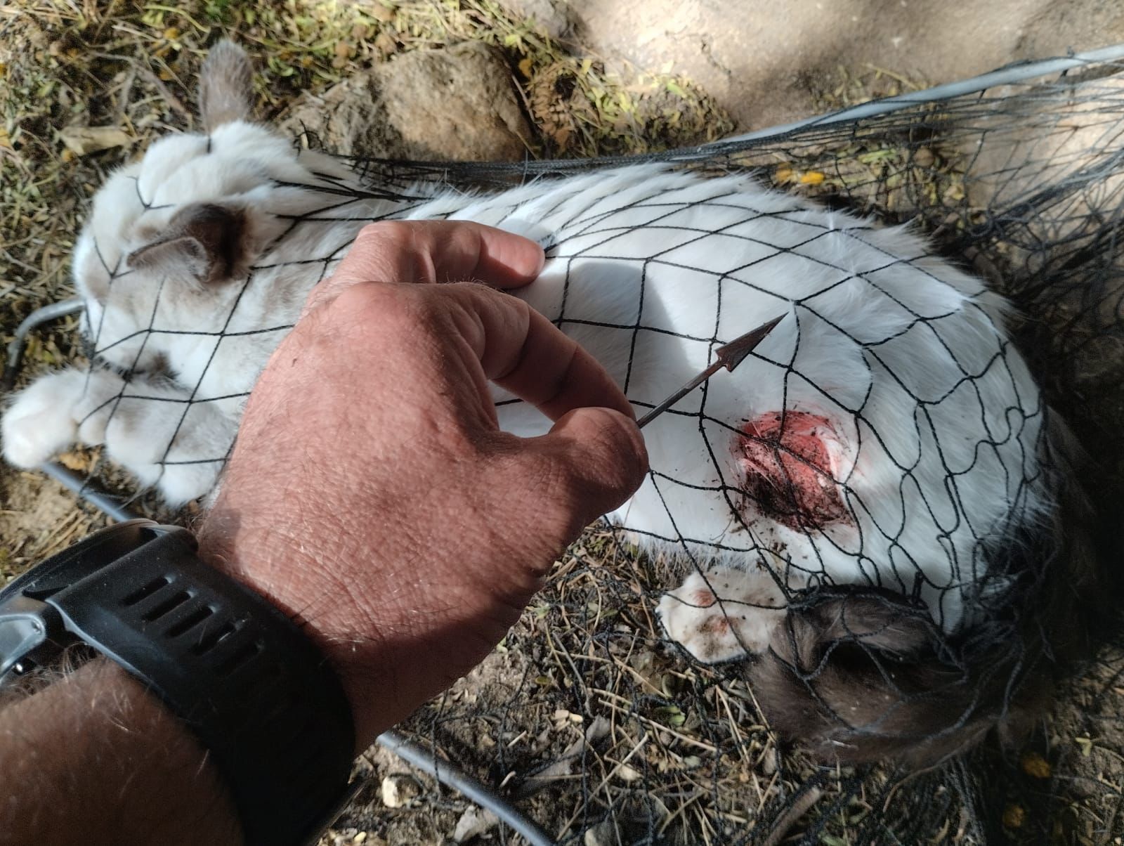 Este gato es el único que ha sobrevivido al ataque con flechas.