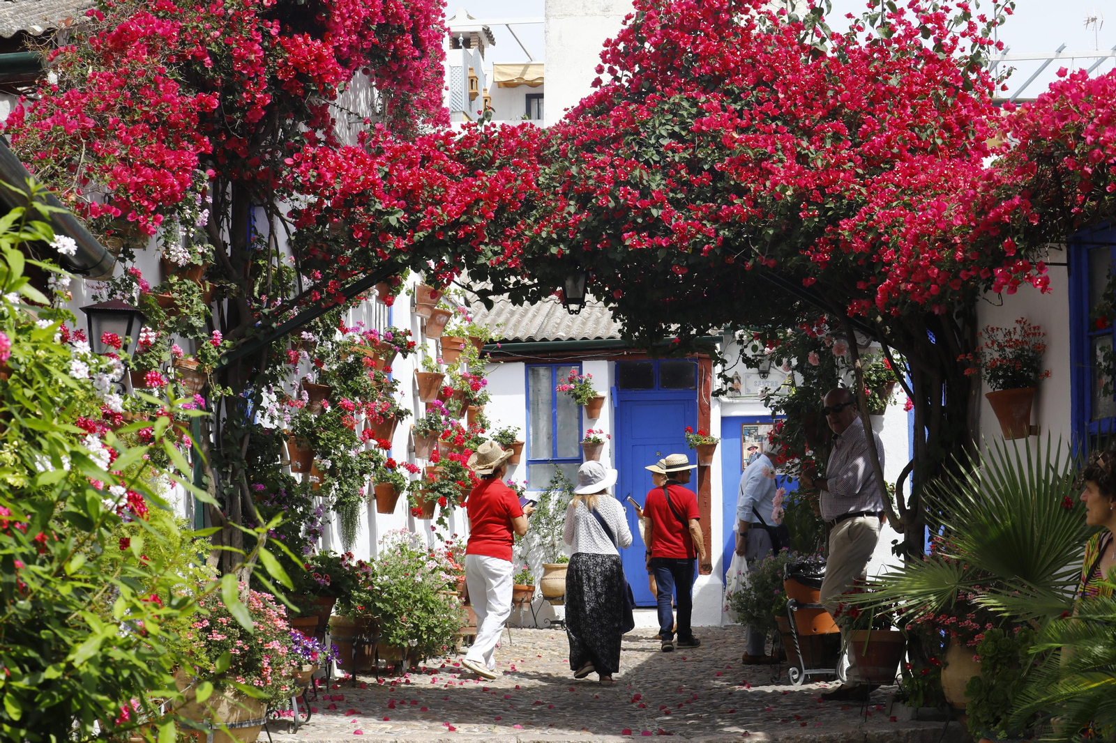 El primer día de Patios en Córdoba, en imágenes