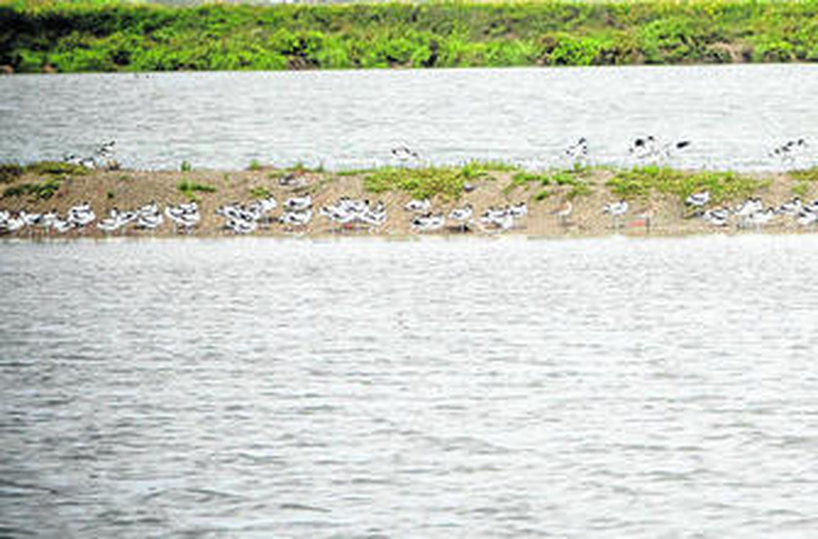 Las marismas, uno de los mayores activos naturales de la provincia gaditana.