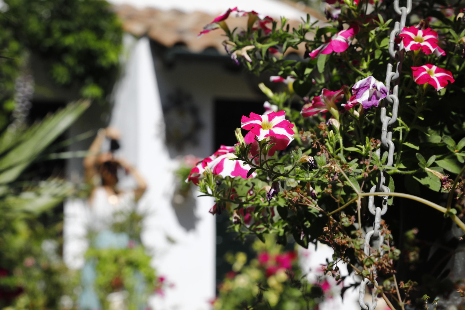 Los Patios de Córdoba se preparan para el fin de semana, en imágenes