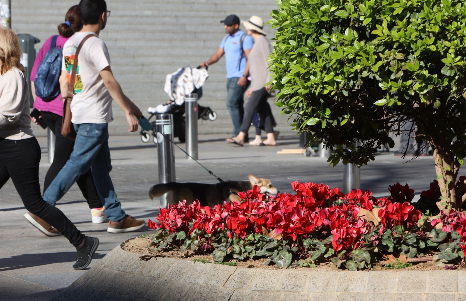 Comienzo de la primavera en Sevilla
