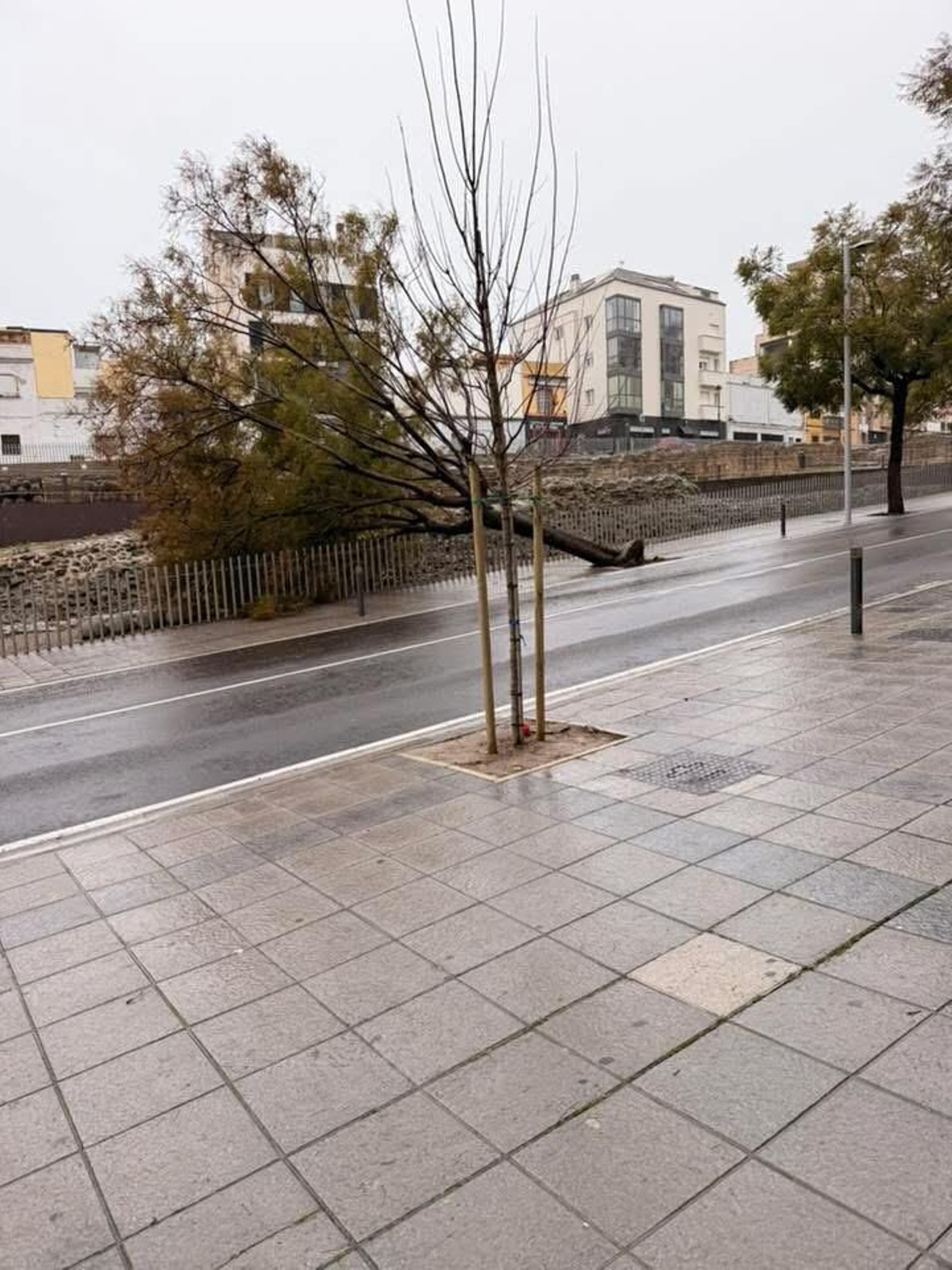El árbol caído en Fuerte Santiago.