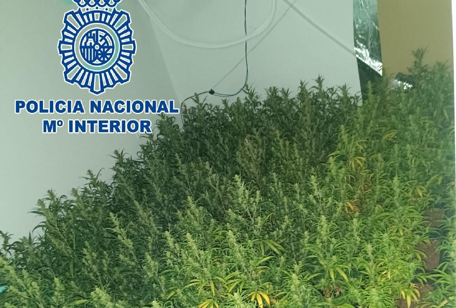 Imagen de una de las plantaciones de marihuana desmantelada por la Policía Nacional Imagen de una de las plantaciones de marihuana desmantelada por la Policía Nacional