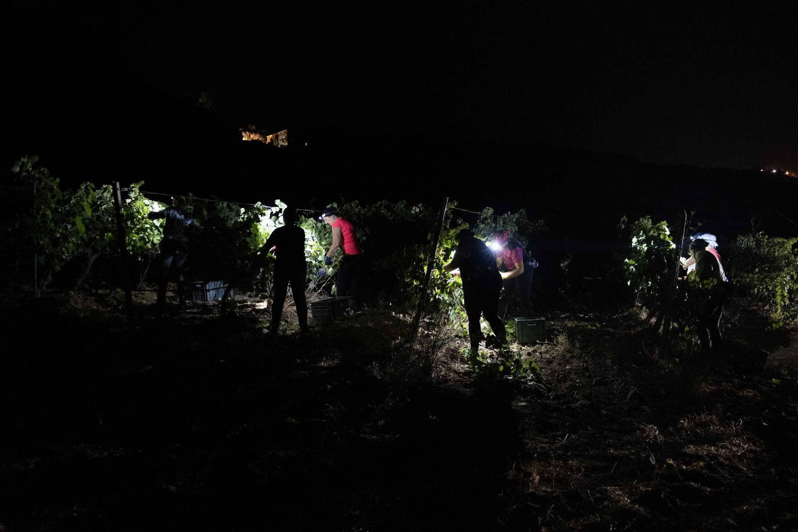 Vendimia nocturna en la Serranía, en imágenes