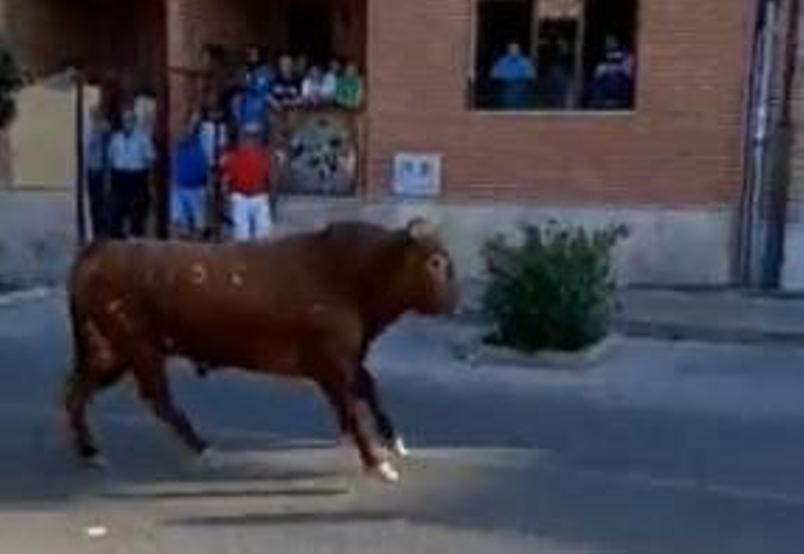 Encierros en La Seca (Valladolid)