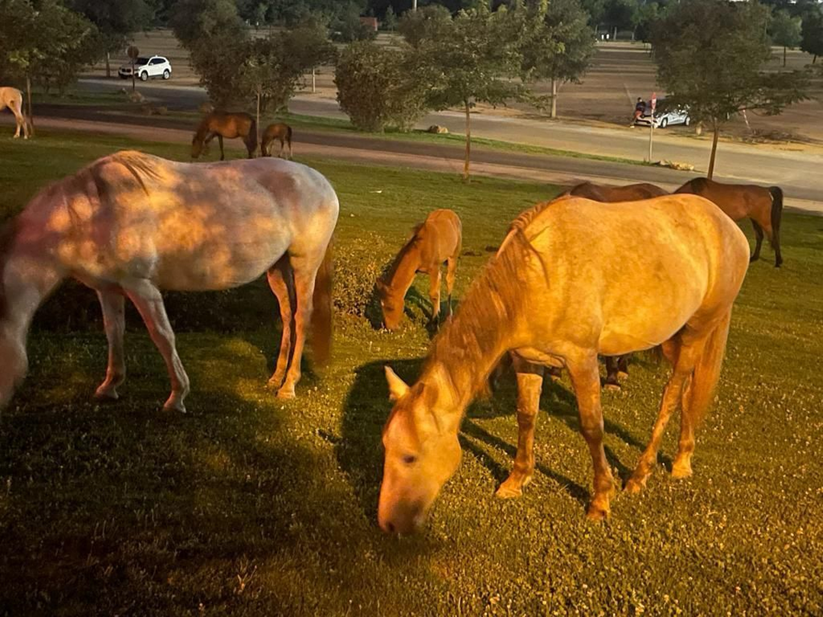 Caballos sueltos en el parque Vega de Triana de Sevilla