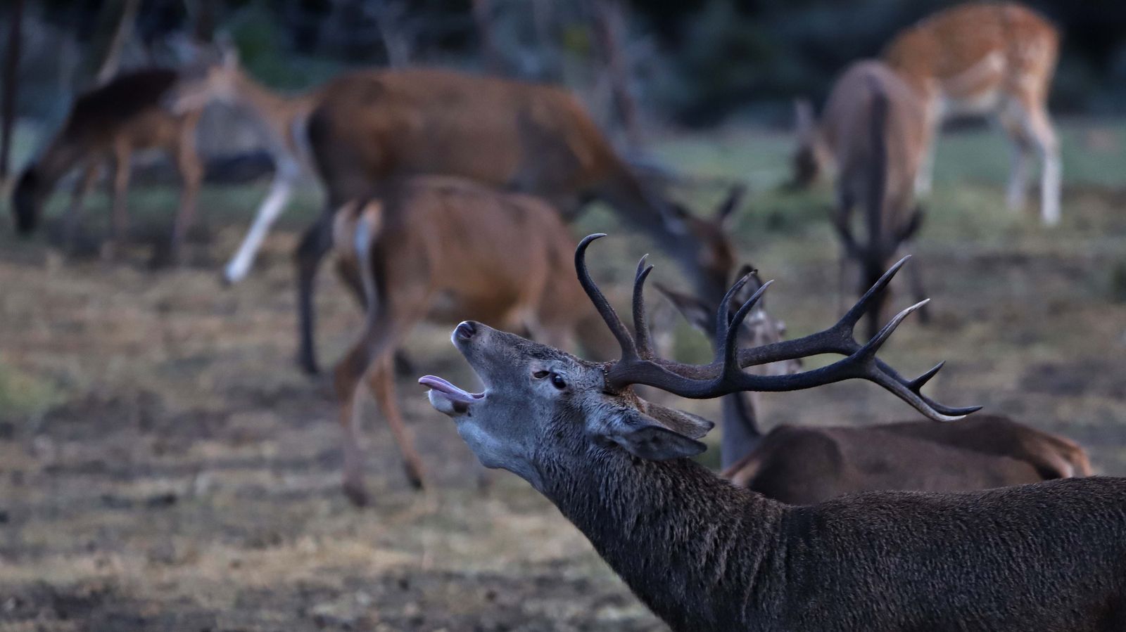 Fotos de la berrea en el Campo de Gibraltar
