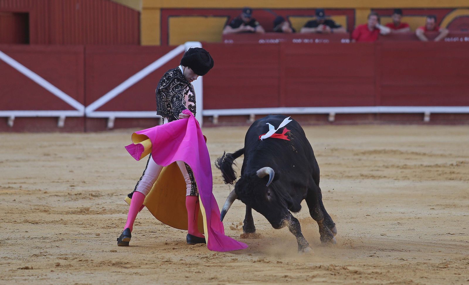 La novillada de Miguelín que abre la feria de Algeciras, en imágenes