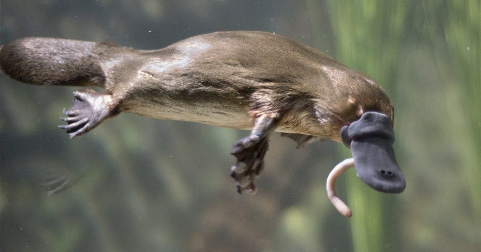 Roba un ornitorrinco para irse de compras con él y termina detenido