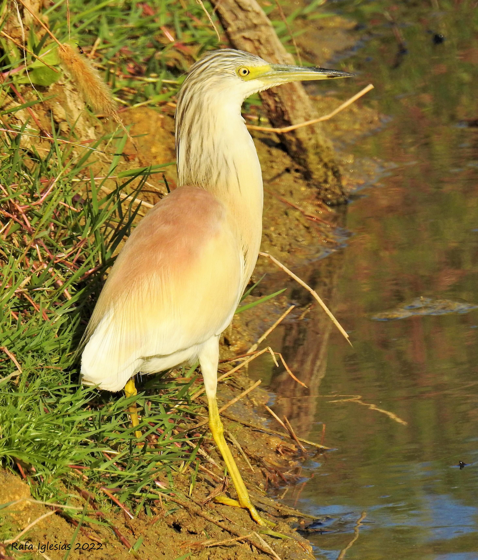 Garcilla cangrejera.