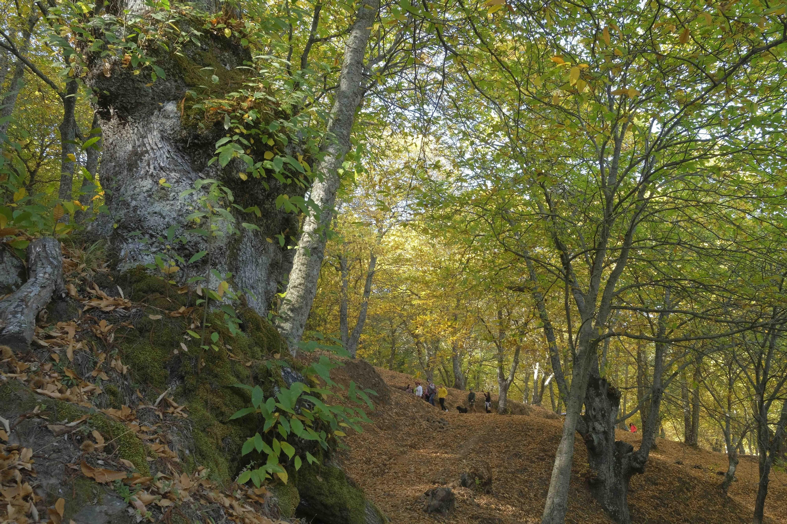 El Bosque de Cobre, en imágenes