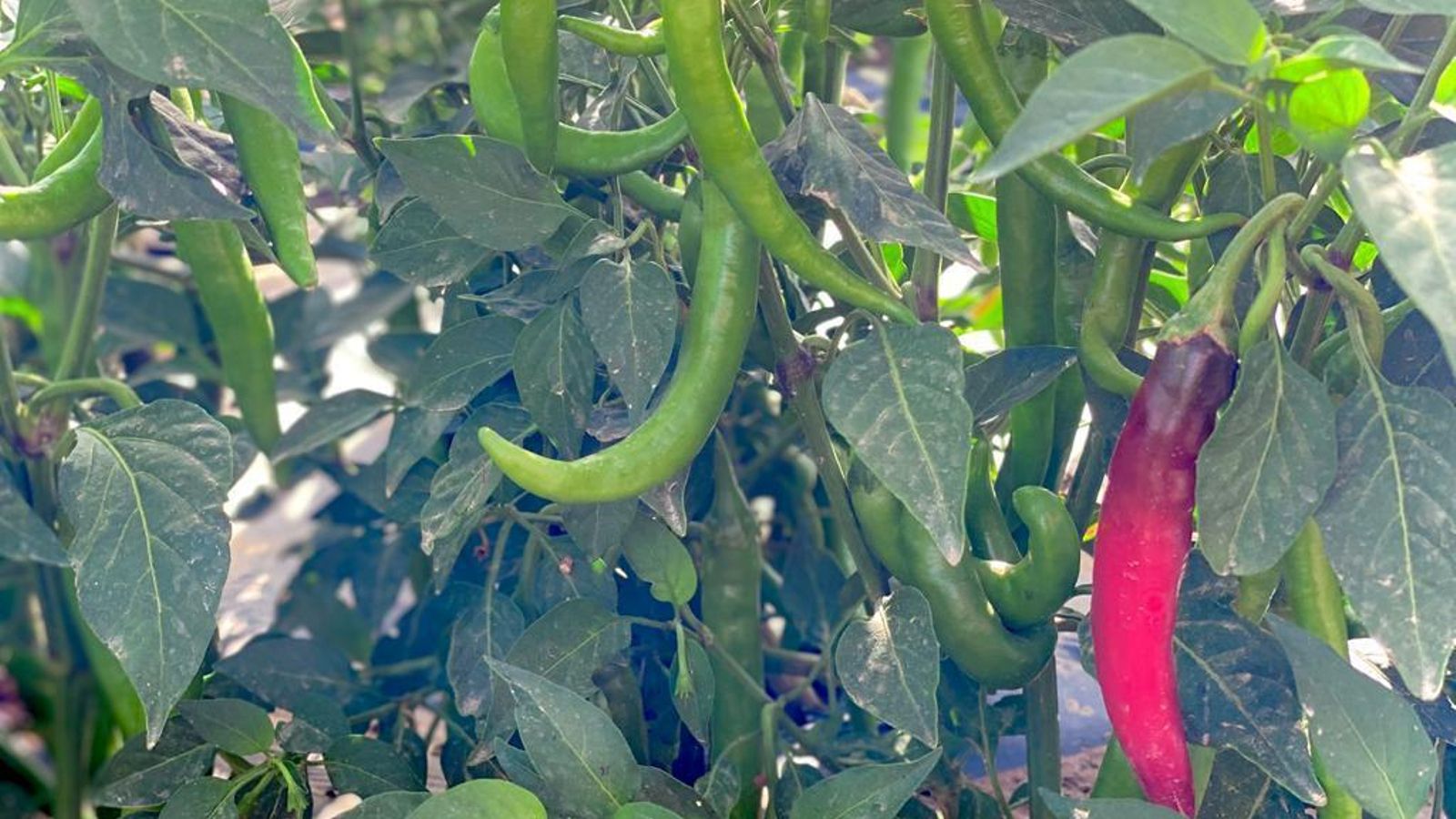 Planta de un tipo de guindilla ecológica Planta de un tipo de guindilla ecológica