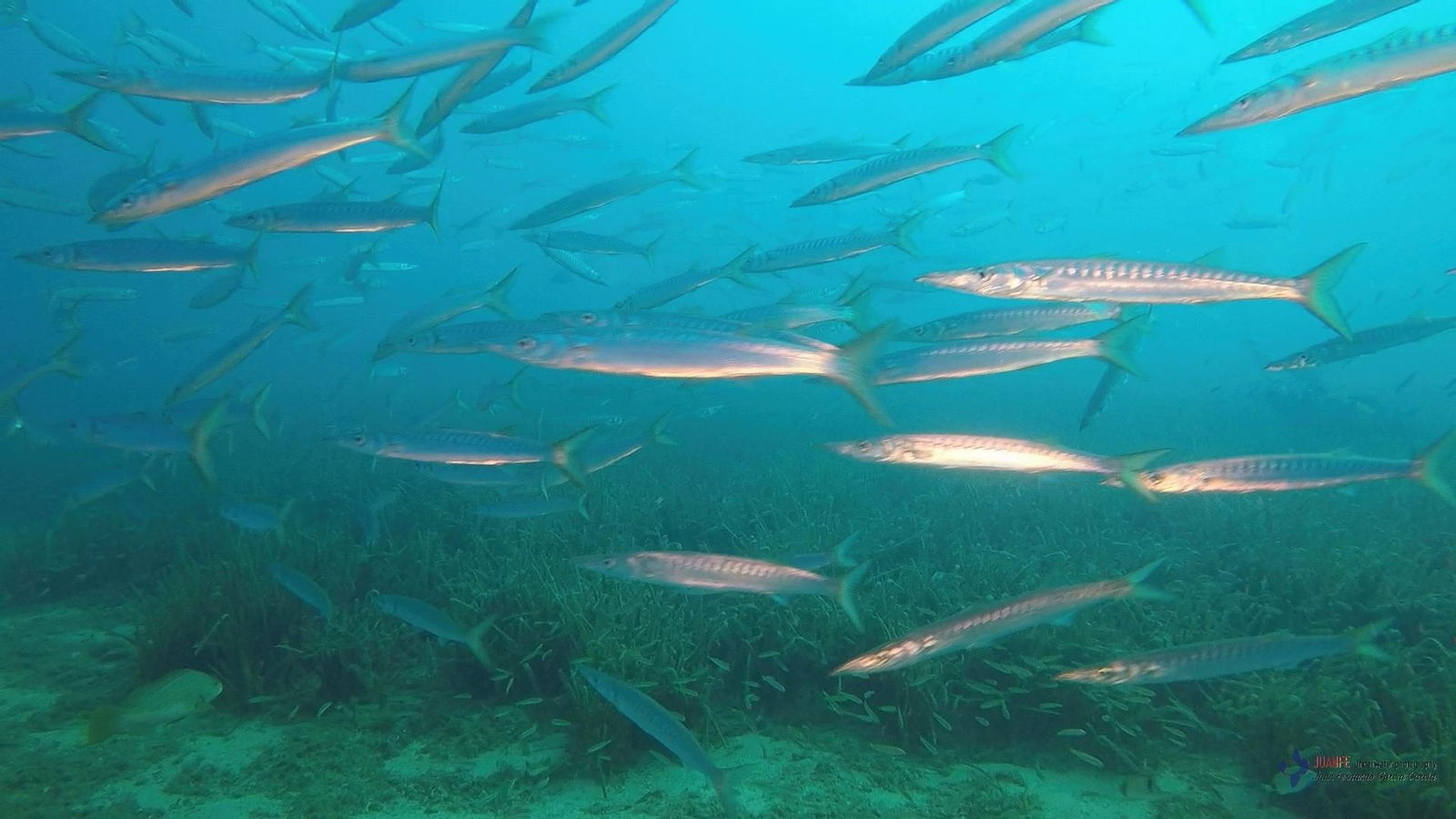 Banco de barracudas.