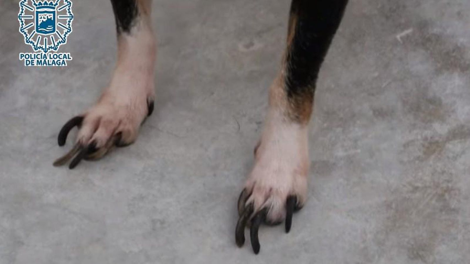 Uno de los perros hacinados en piso en malas condiciones higiénico sanitarias.