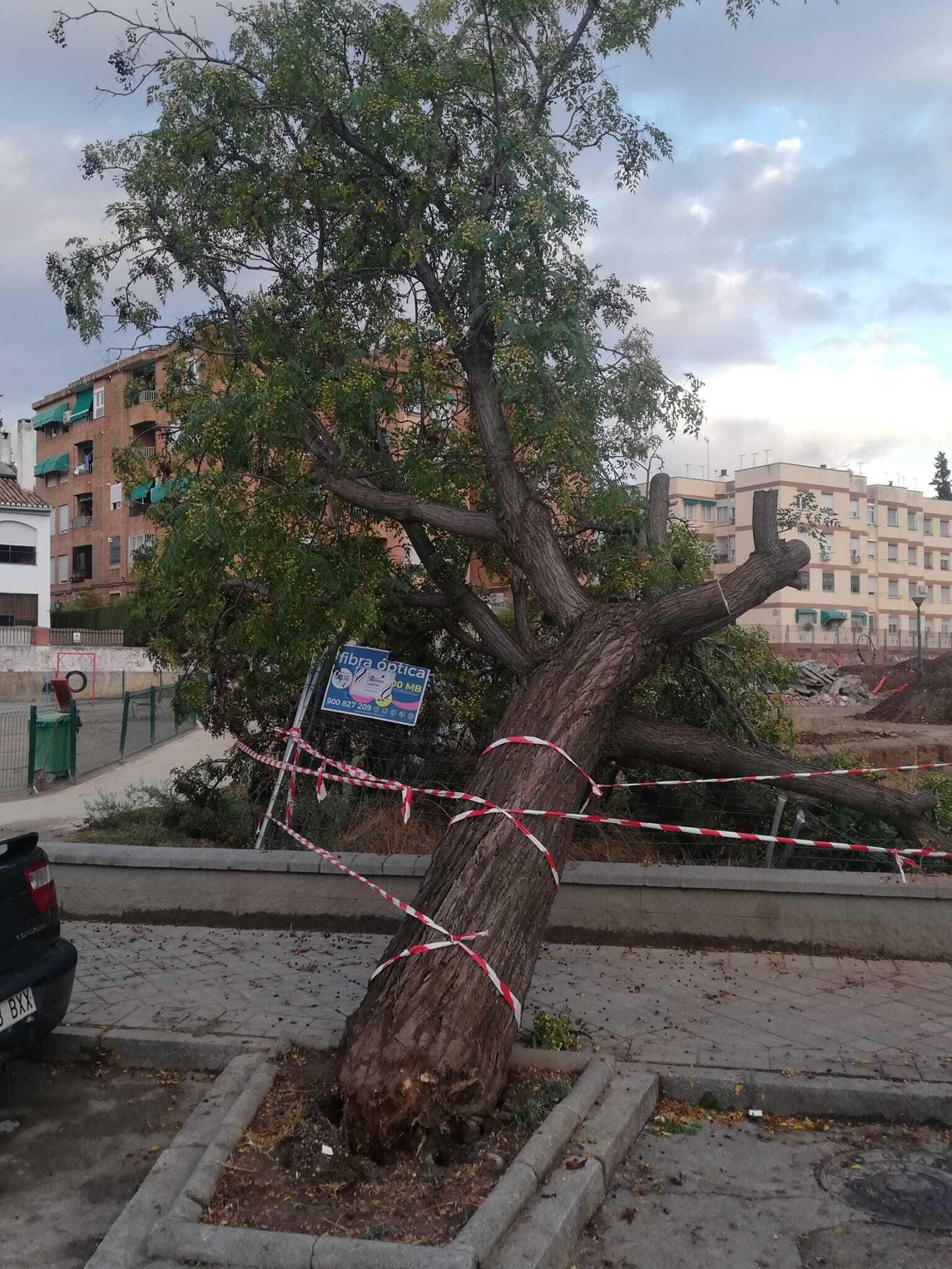 melia o cinamomo que cayó en el lateral de la plaza R. Guillén.