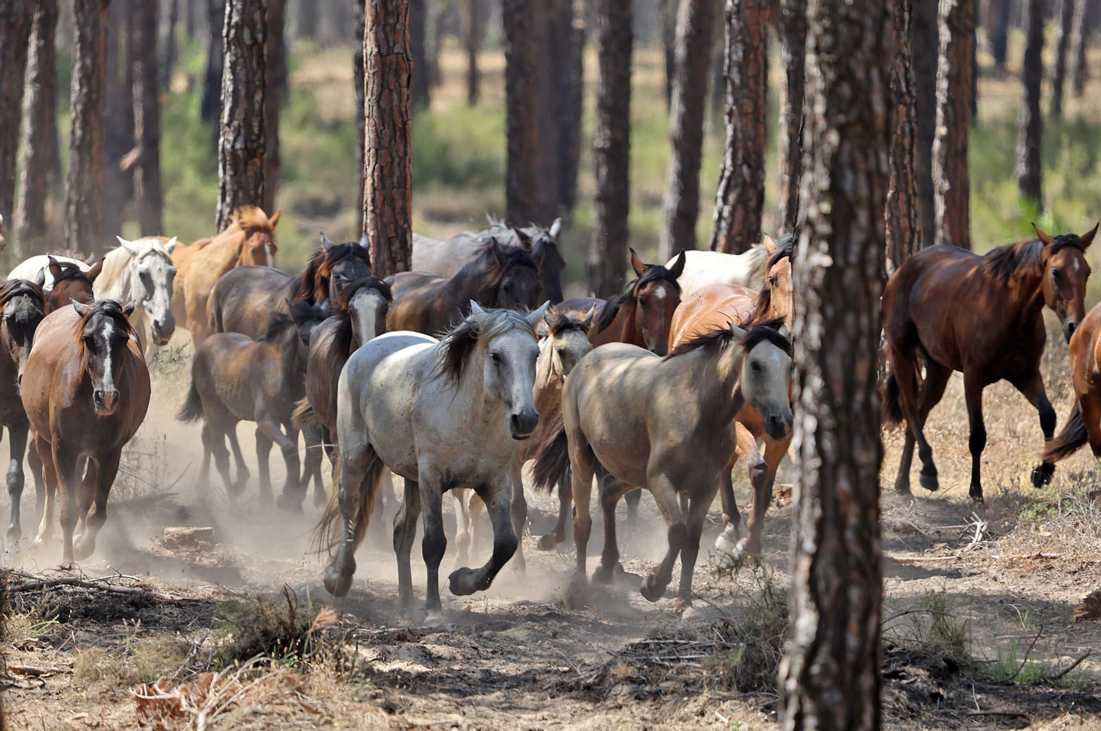 Las mejores imágenes de la Saca de las Yeguas 2025