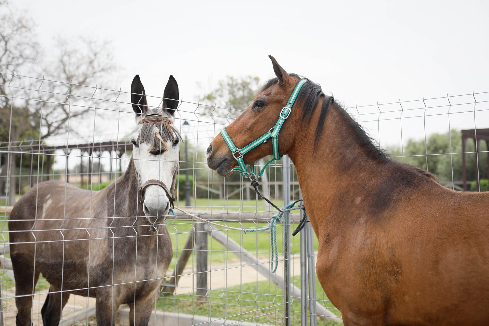 Galería de la Feria  de ganado en Tarambana