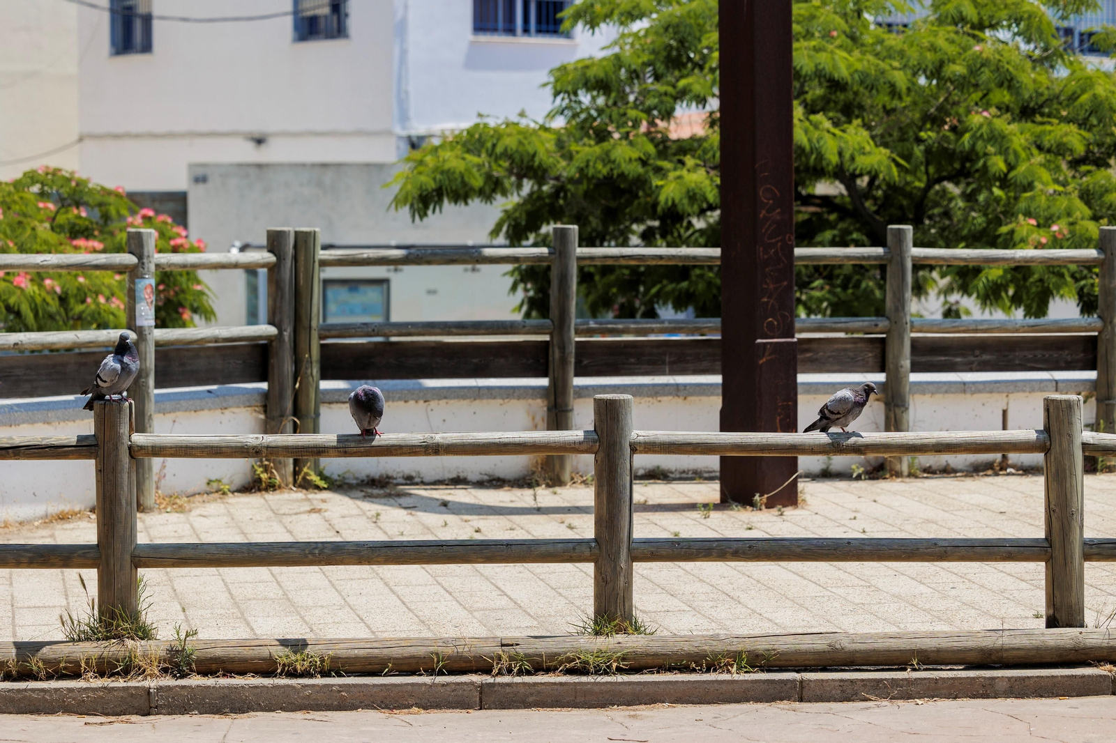 Las zonas verdes menos verdes de la ciudad de Cádiz