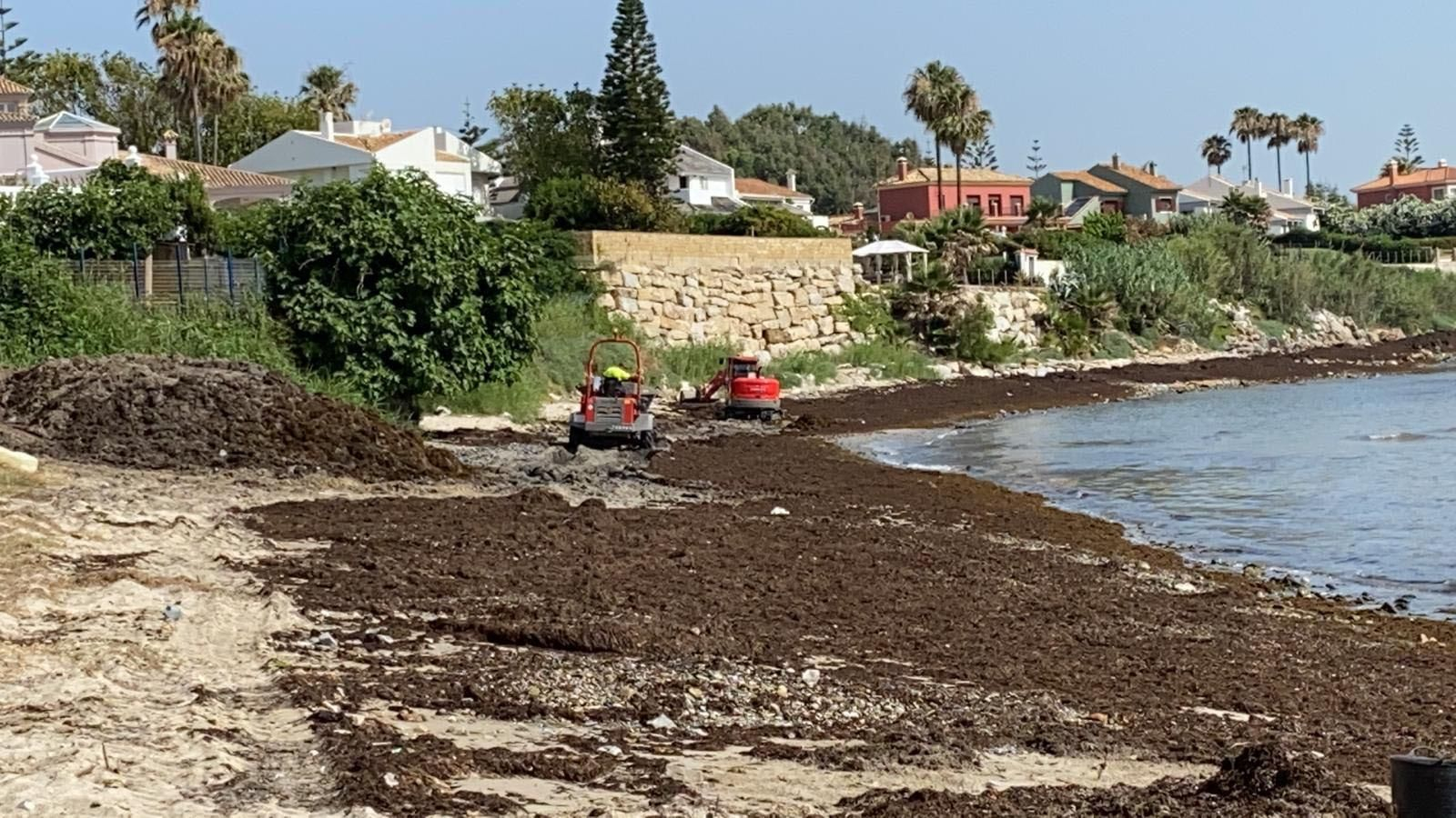 La playa de El Chinarral, cubierta por el alga invasora.