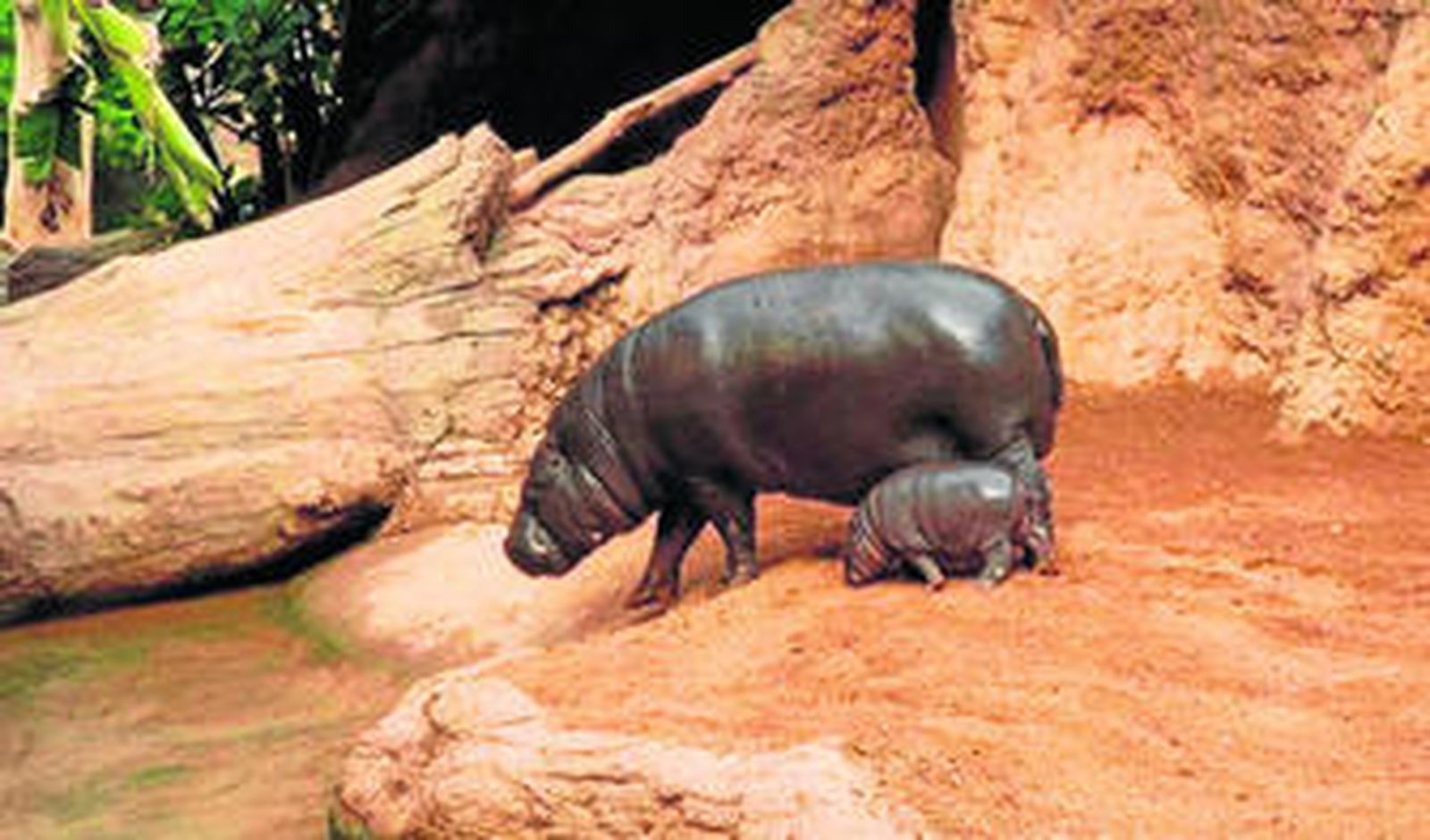 El hipopótamo pigmeo macho, junto a su madre.
