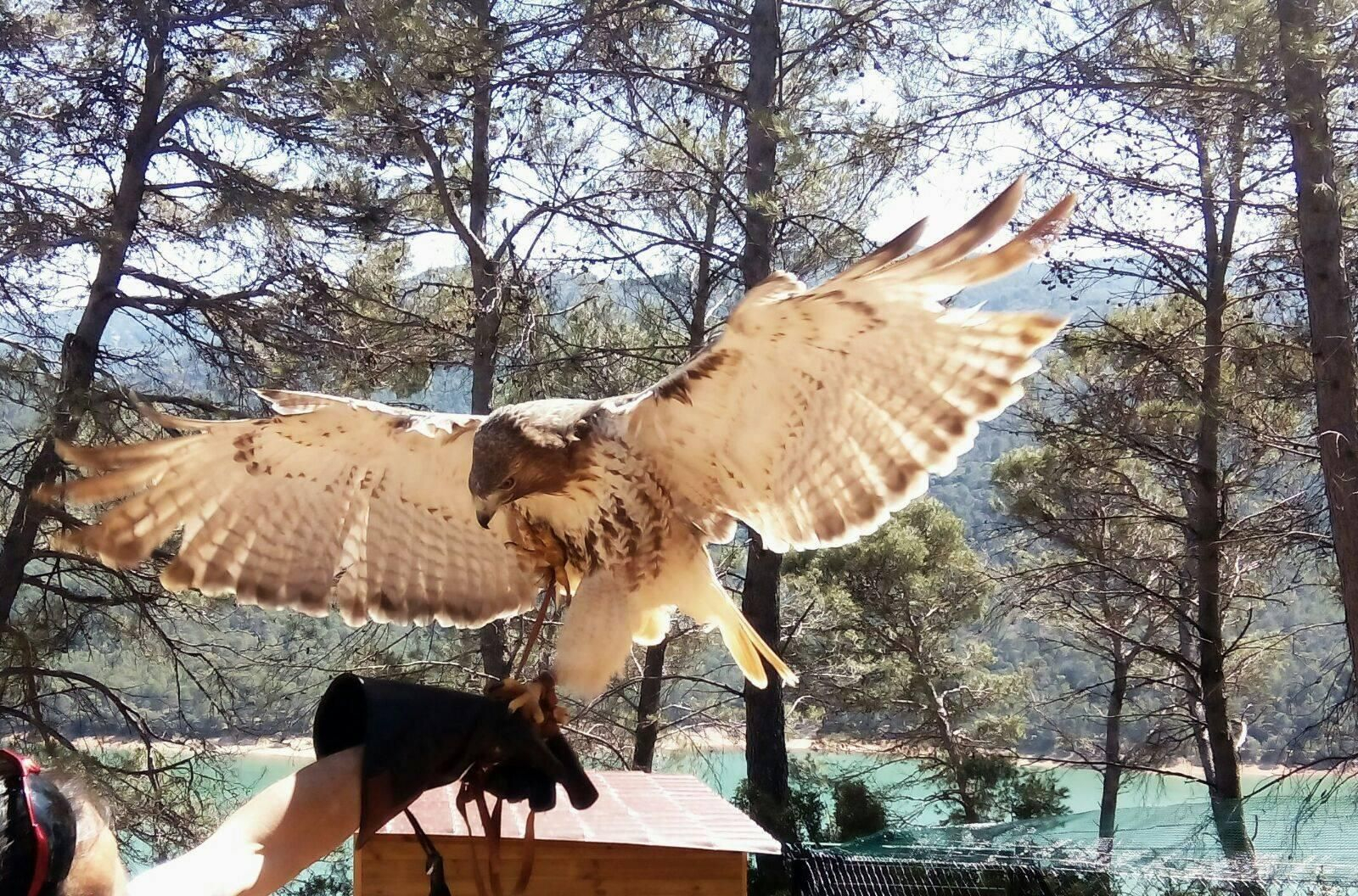 Rapaces en el Parque Cinegético Collado del Almendral.