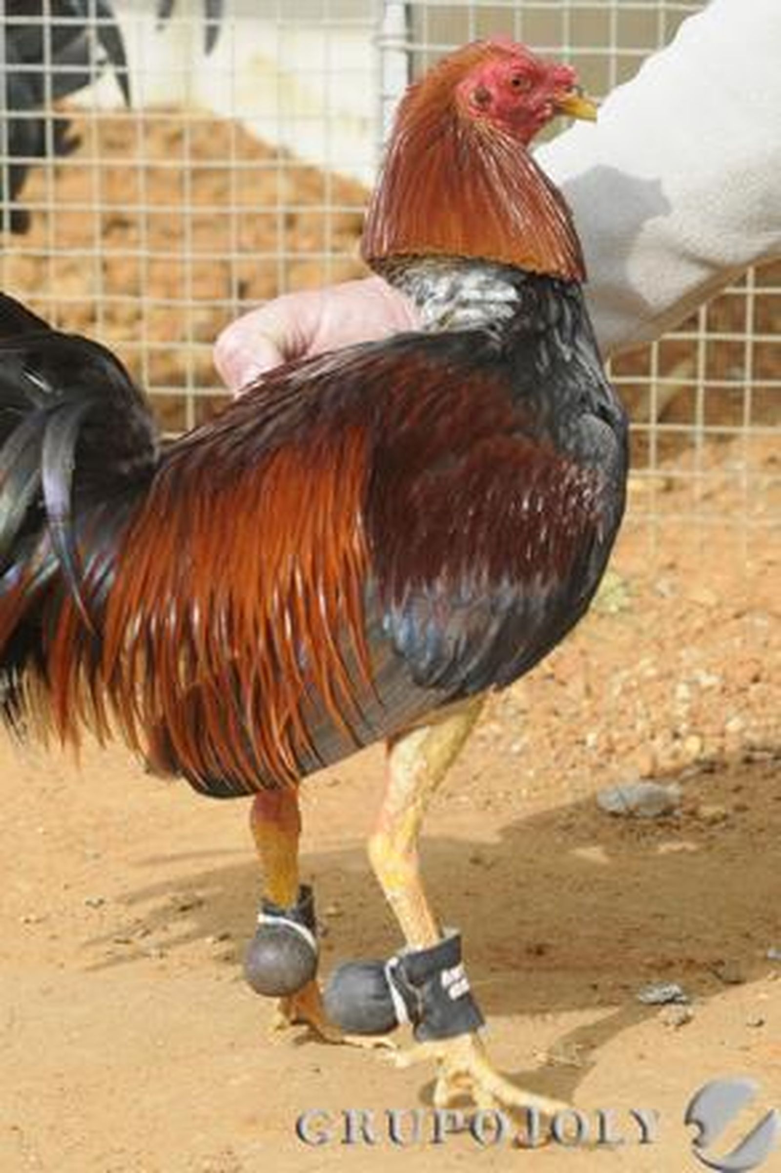 Bolillos o guantes cubren los espolones del gallo 'Juanillo', en Puerto Real

Foto: Borja Benjumeda