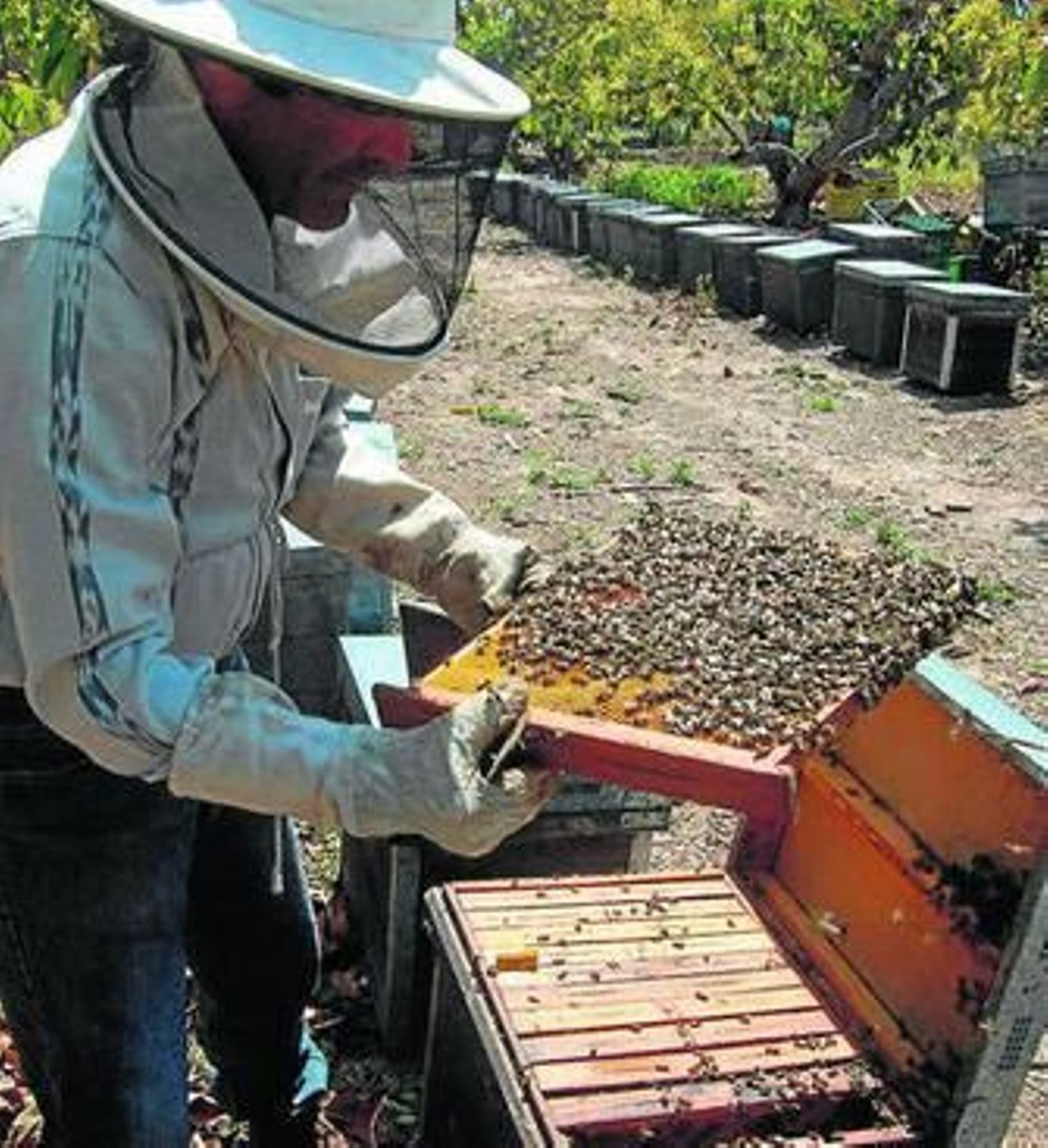 Un apicultor, con sus abejas.