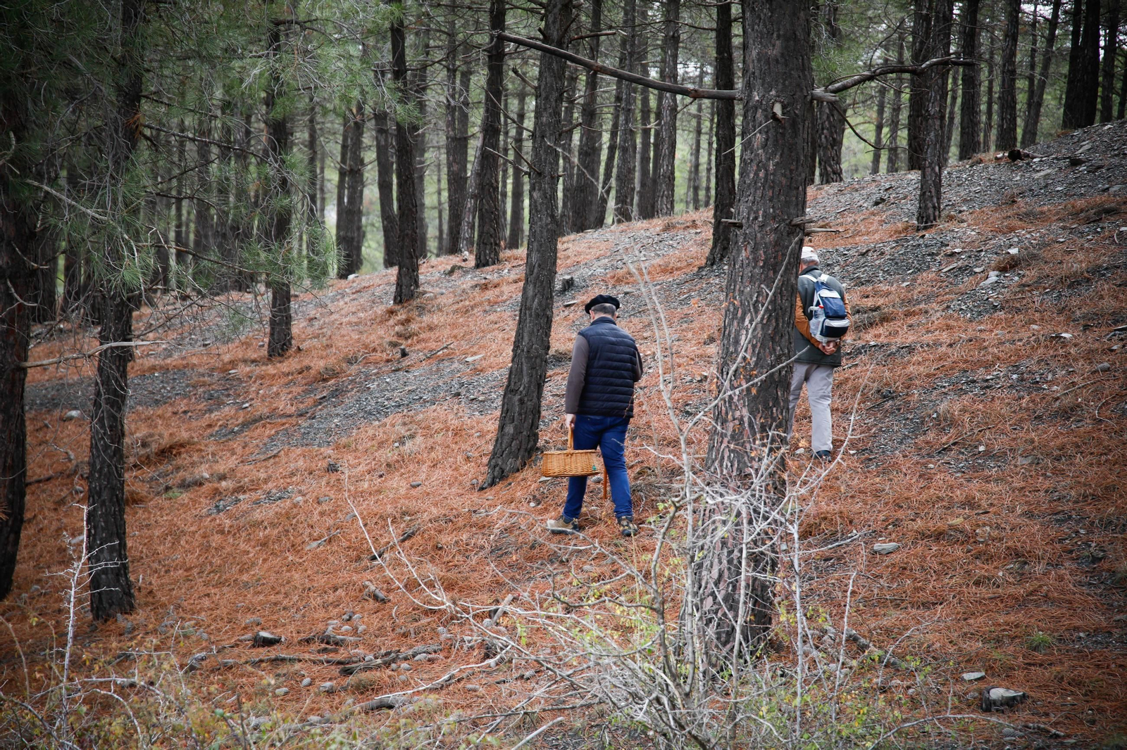La ruta recolectora de setas en Abla por las XIX Jornadas Micológicas, en imágenes