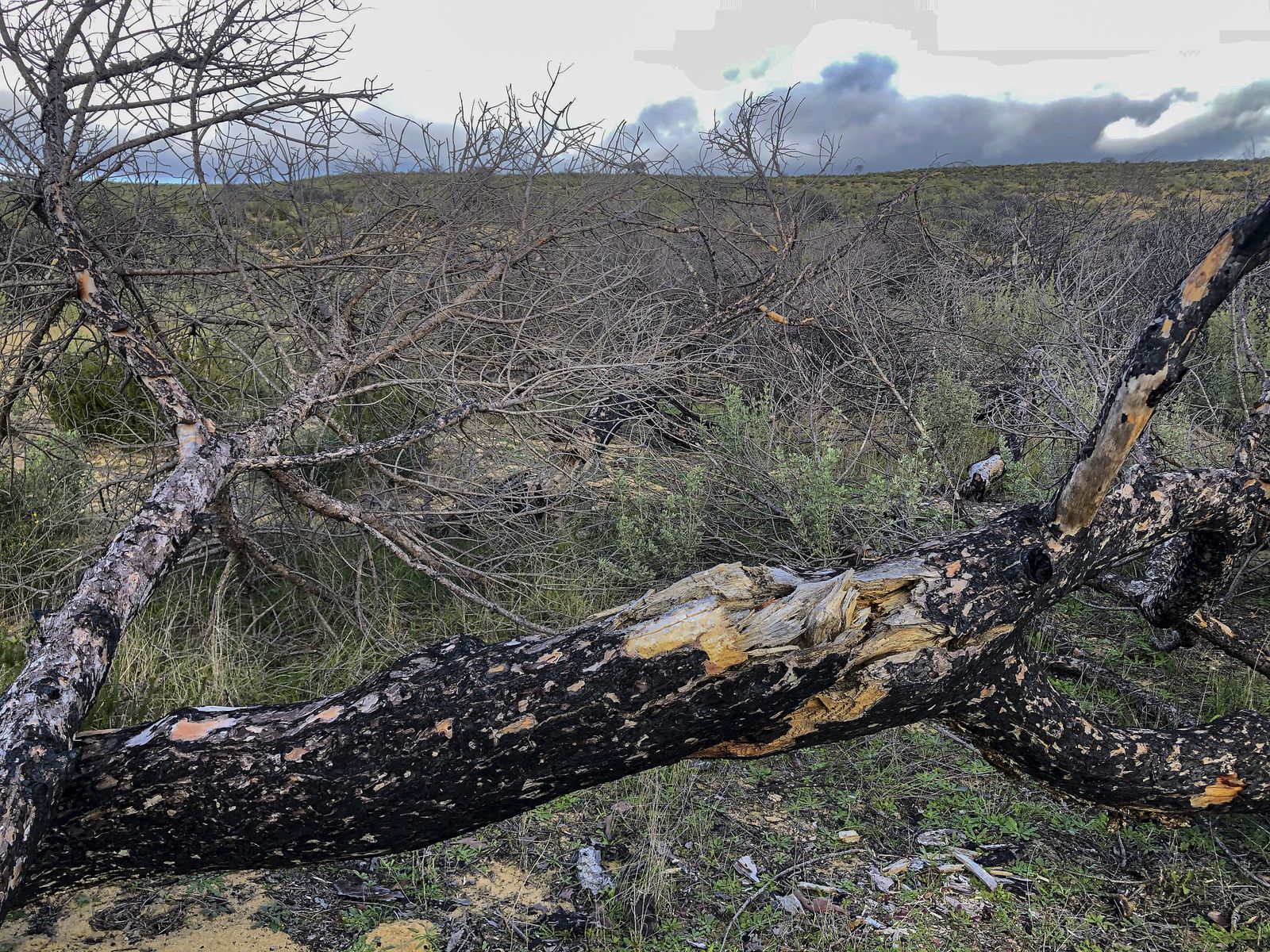 El resurgir de Doñana: tres años después del incendio